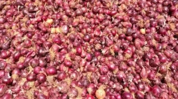 استقرار أسعار الخضراوات في أسواق بورسعيد ثالث أيام عيد الفطر المبارك